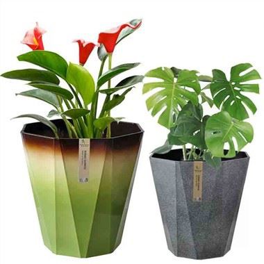 Осмоугаона геометријска садница